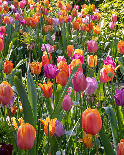 Zmes Unexpected Beauty , 100 ks